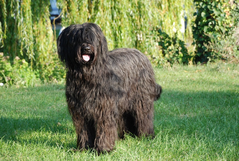 CH. Batna-bobine du clos de félines