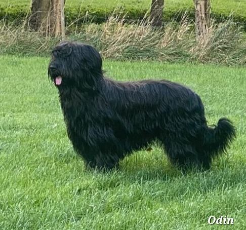 CH. Odin olaf réglisse de la Petite Rochette